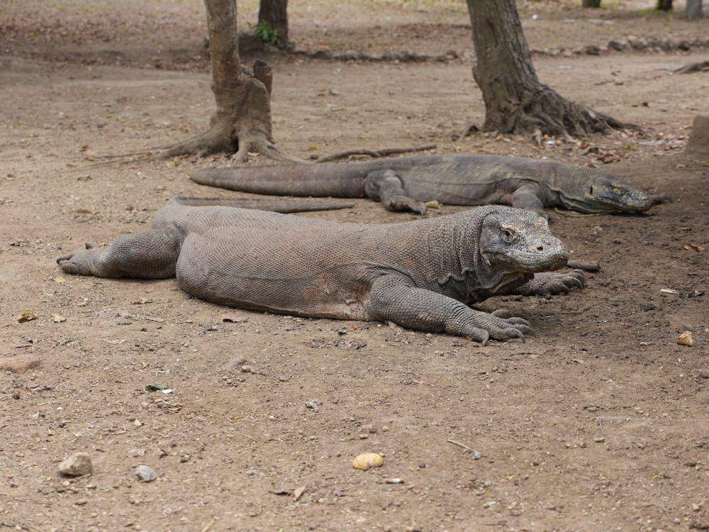 komodo (pexels.com/Bl∡ke)