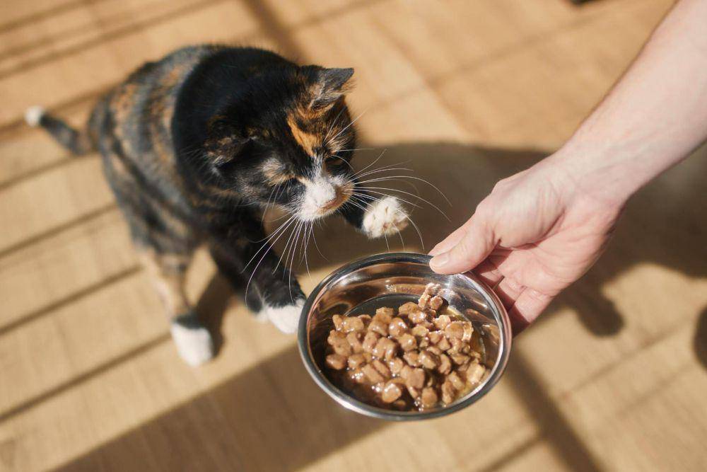 ilustrasi memberikan makanan kucing (istockphoto.com/Chalabala)