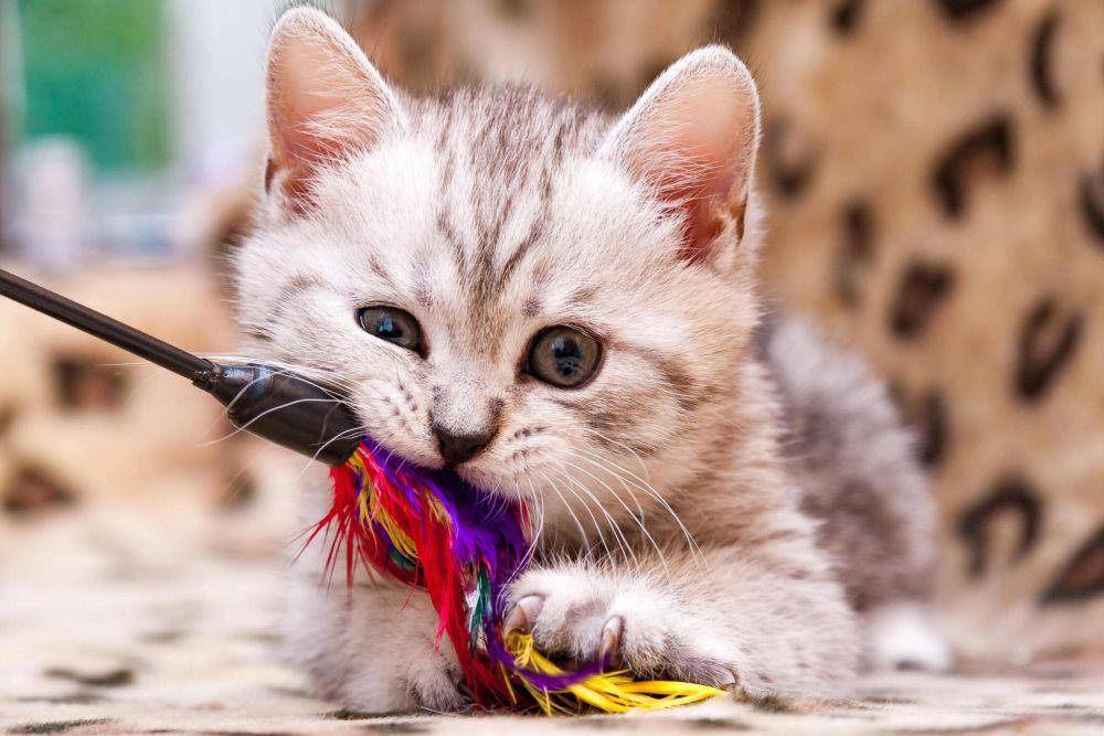 ilustrasi mainan kucing (istockphoto.com/SunRay BRI Cattery RU)