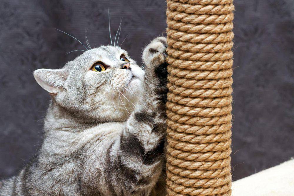 ilustrasi permainan mengasah kuku kucing (istockphoto.com/Zarifa)