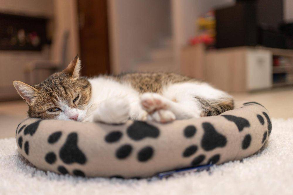 ilustrasi tempat tidur kucing (istockphoto.com/csakisti)