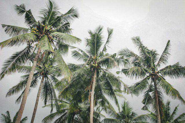 ilustrasi pohon kelapa (unsplash.com/Tyler Devine)