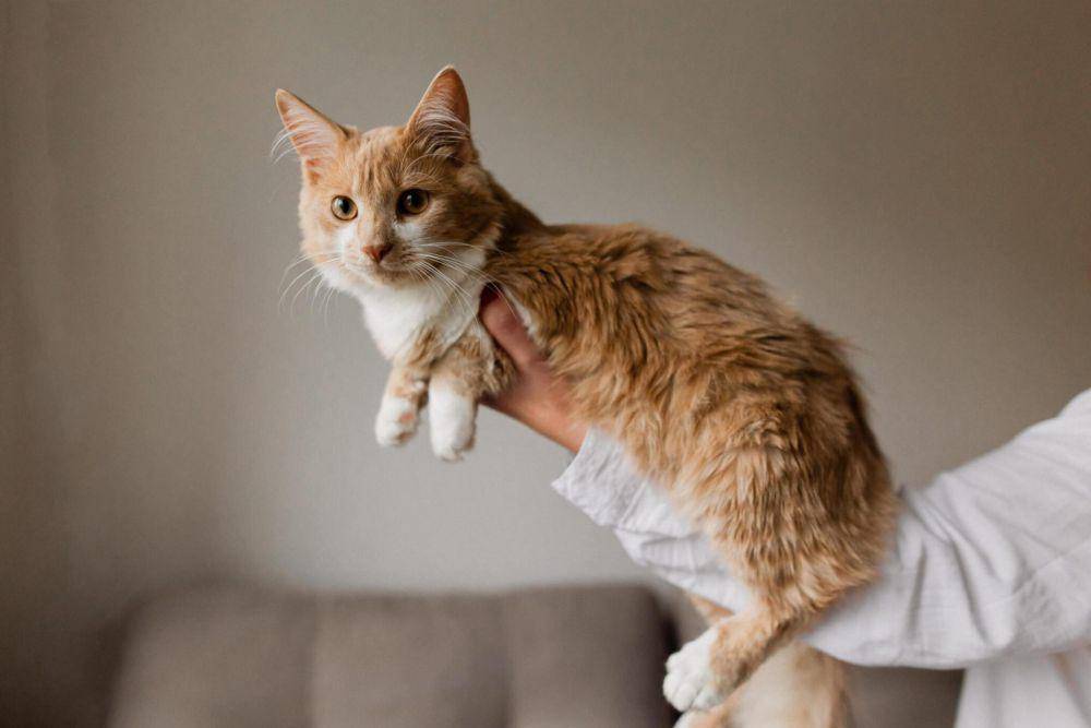 ilustrasi memelihara kucing di kamar kos (istockphoto.com/Nazar Rybak)