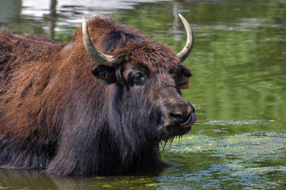 Yak (pixabay.com/Christel Sagniez)