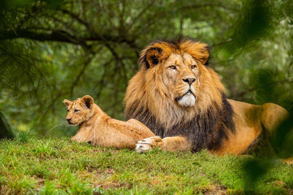 ilustrasi singa berber (unsplash.com/Zdeněk Macháček)