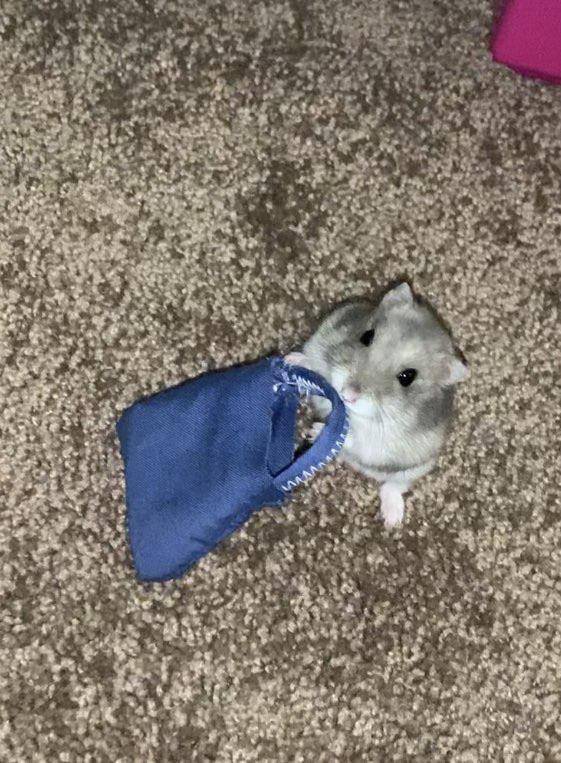 foto hamster dengan tas dan kantong (reddit.com/user/khlhoey)