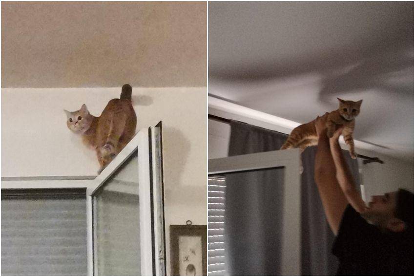 potret kelakuan ngeselin kucing di jendela (reddit.com/user/CoffeeTimeBlues)