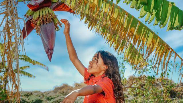 ilustrasi jantung pisang (pexels.com/Kindel Media)
