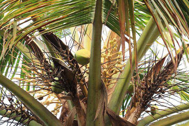 ilustrasi pohon kelapa (pixabay.com/ElenzaPhotography)