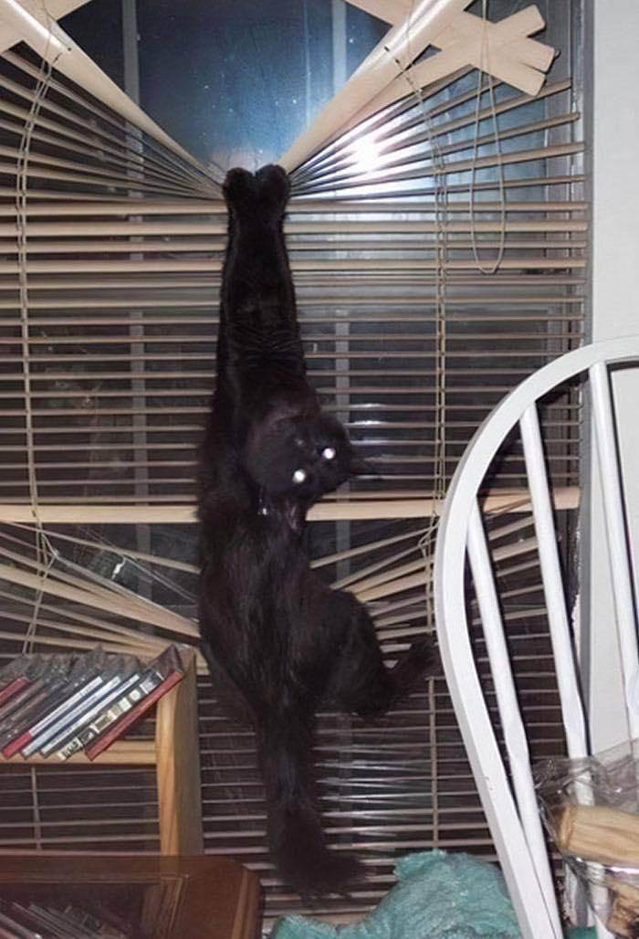 potret kelakuan ngeselin kucing di jendela (reddit.com/user/Cute_Ladkia)