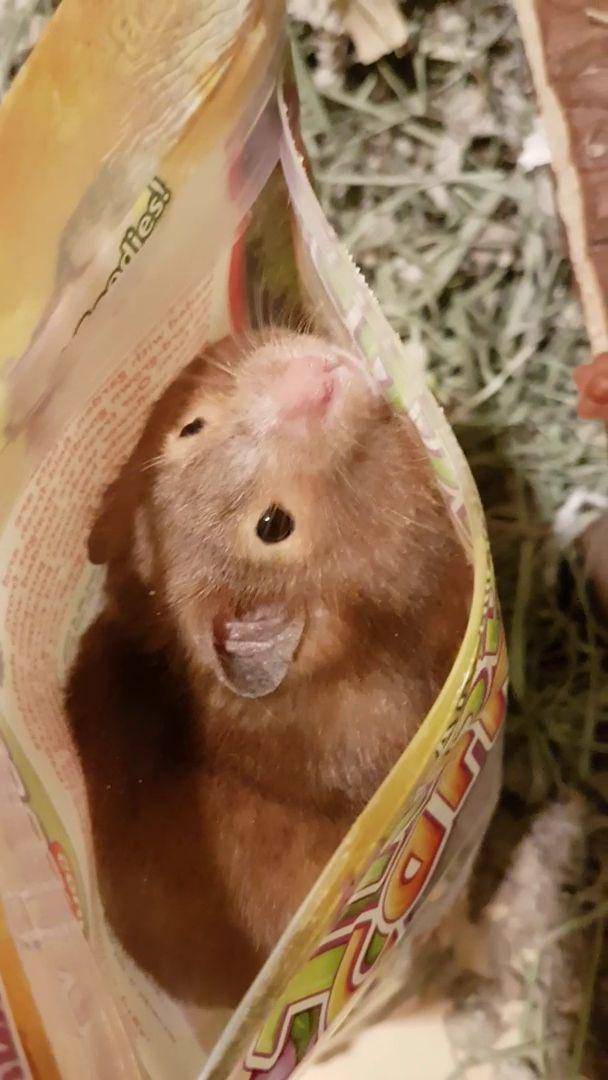 foto hamster dengan tas dan kantong (reddit.com/user/BeBoBorg)