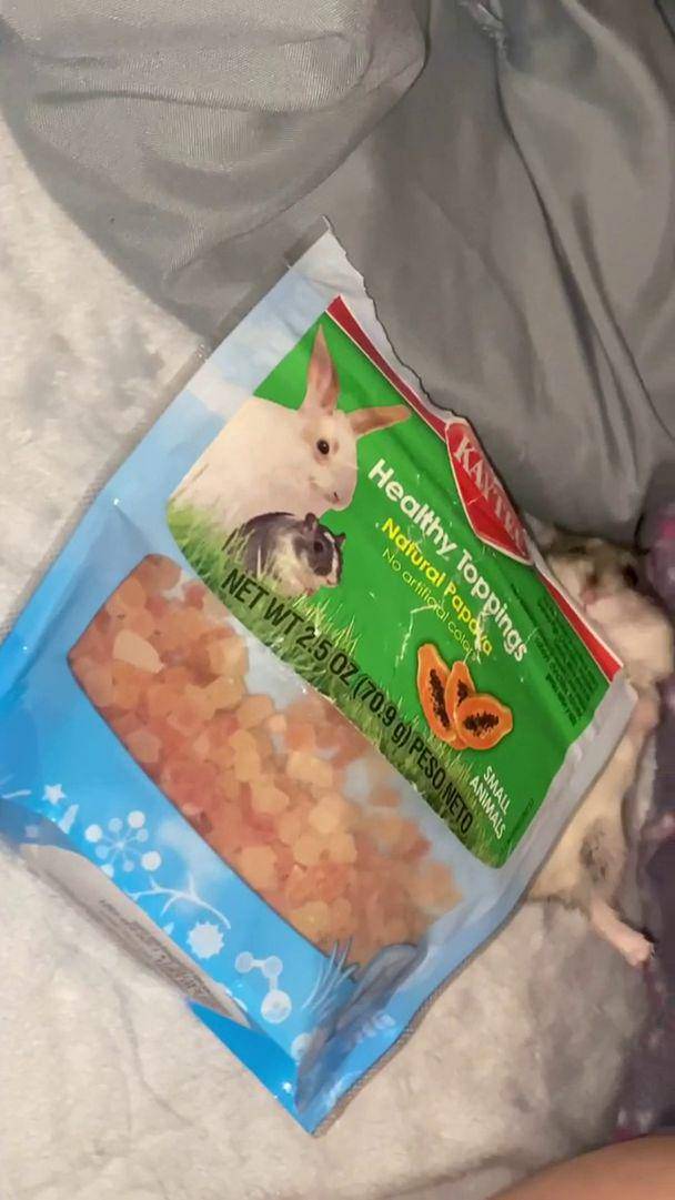 foto hamster dengan tas dan kantong (reddit.com/user/egggexe)