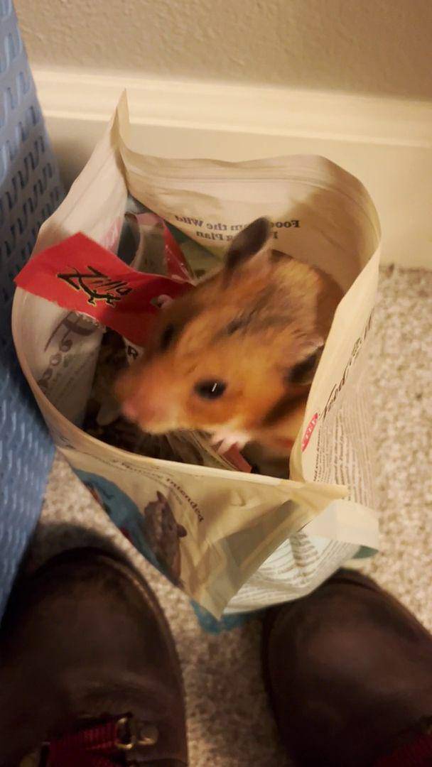 foto hamster dengan tas dan kantong (reddit.com/user/MiusTempest)
