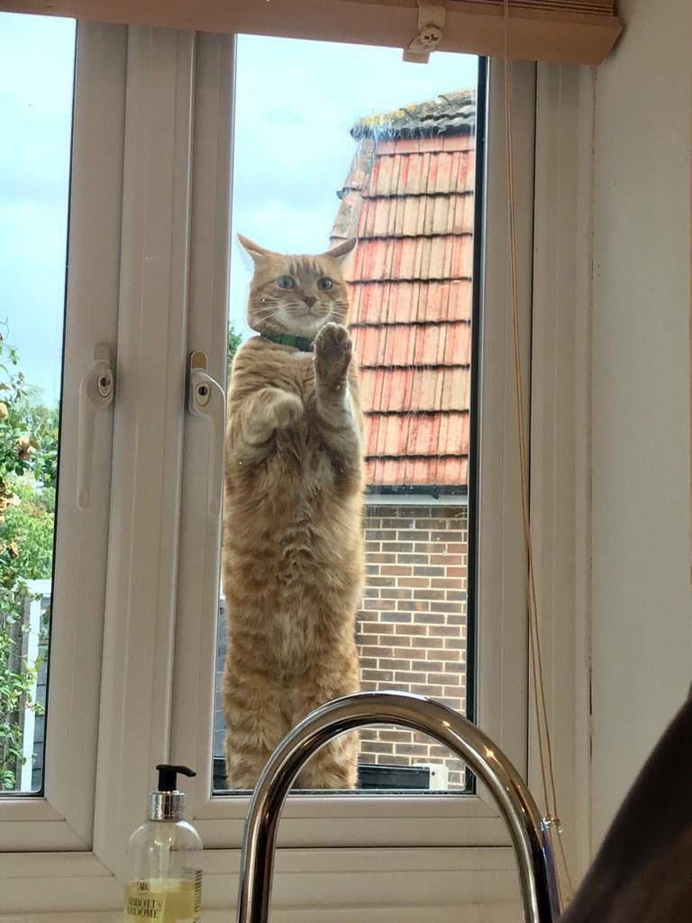 potret kelakuan ngeselin kucing di jendela (reddit.com/user/Changed_L8r)
