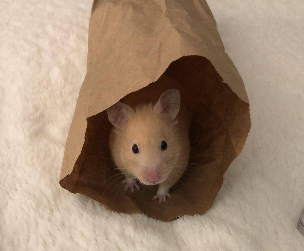 foto hamster dengan tas dan kantong (reddit.com/user/basicwhitegirl63)