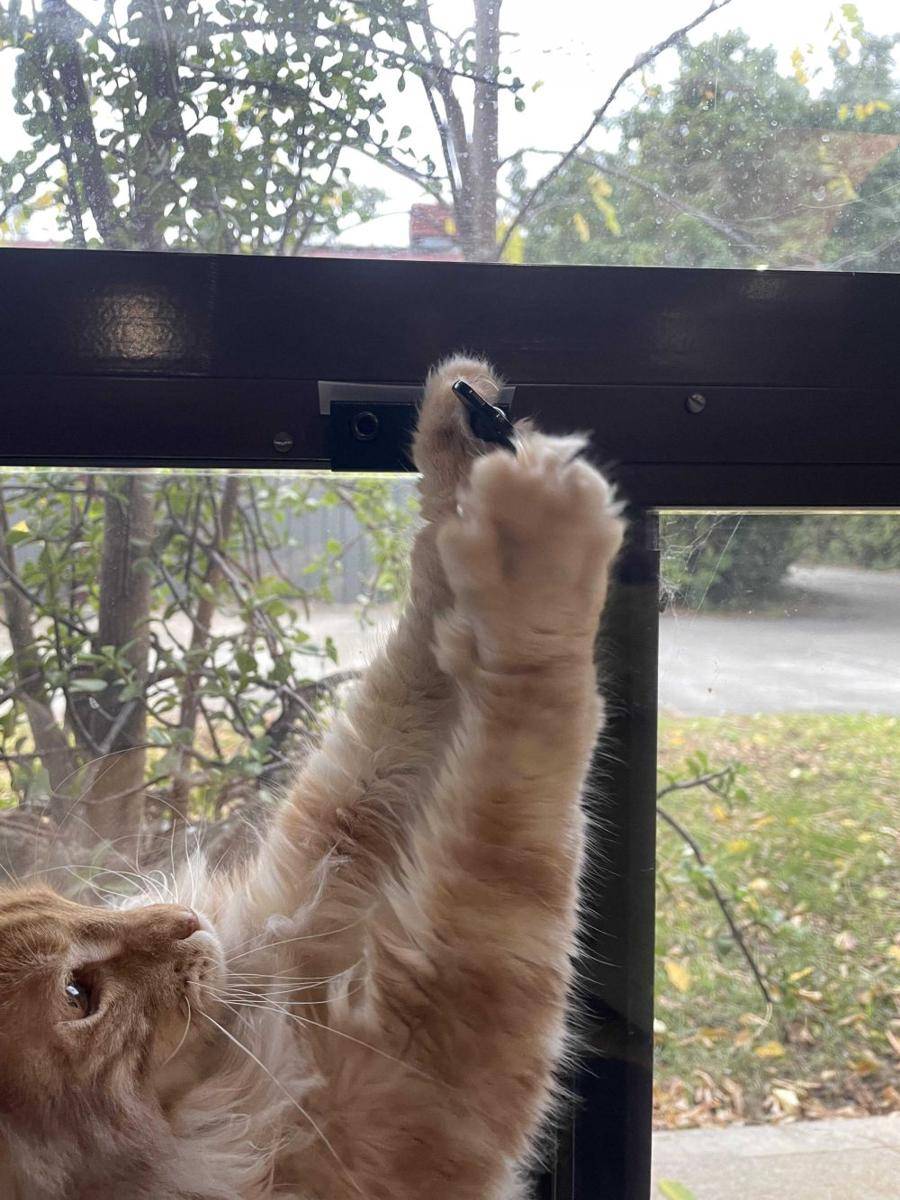 potret kelakuan ngeselin kucing di jendela (reddit.com/user/Feyone13)