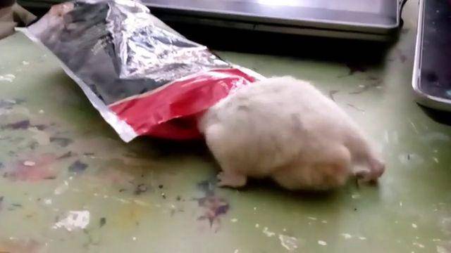 foto hamster dengan tas dan kantong (reddit.com/user/onalarkspur)