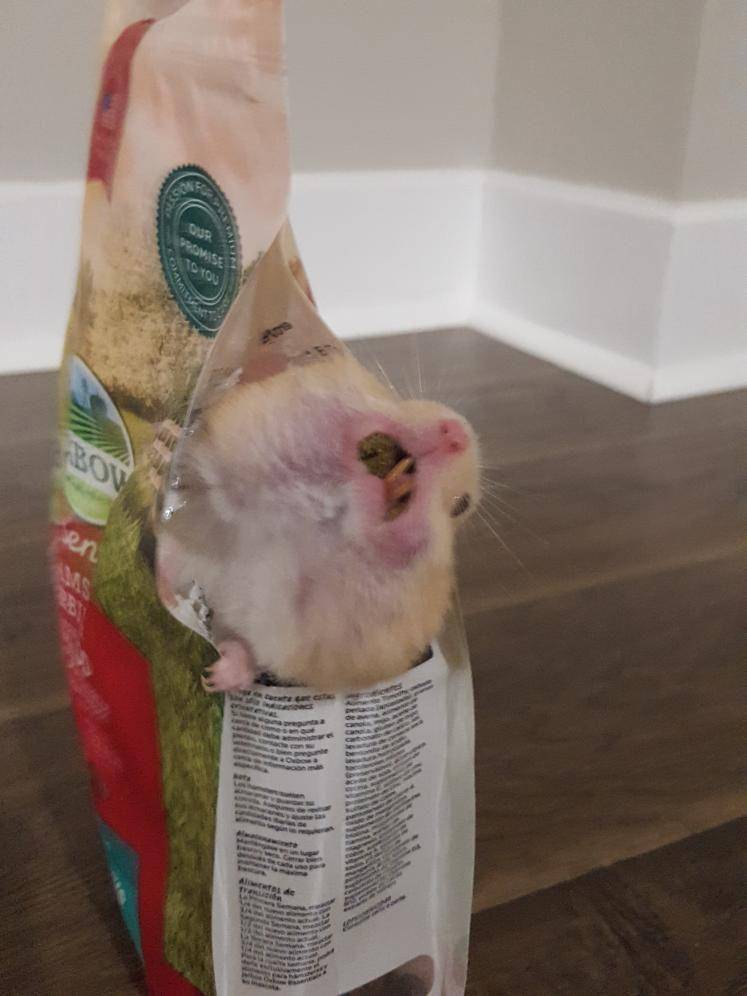 foto hamster dengan tas dan kantong (reddit.com/user/stargirl_315)