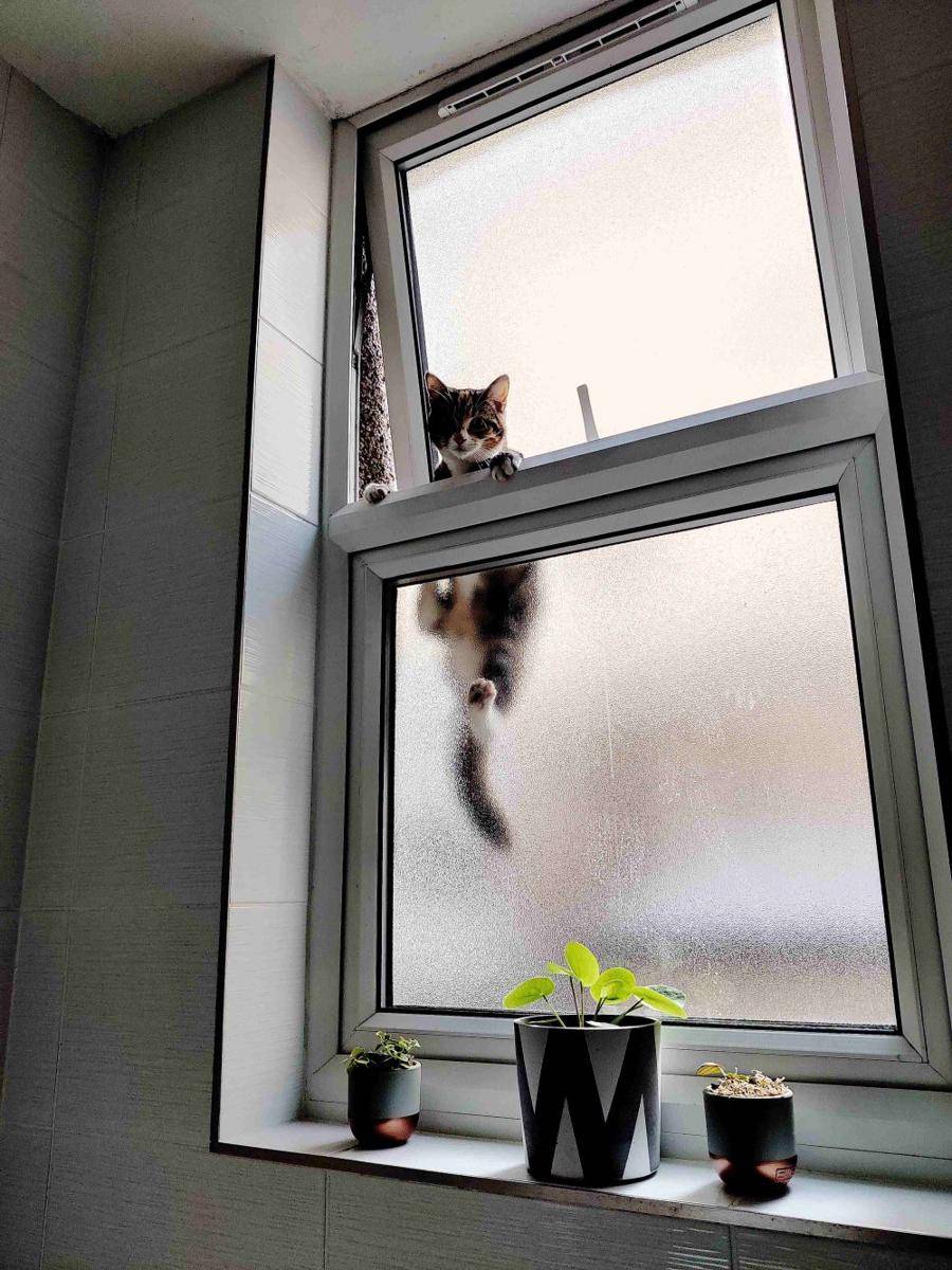 potret kelakuan ngeselin kucing di jendela (reddit.com/user/xabia1)
