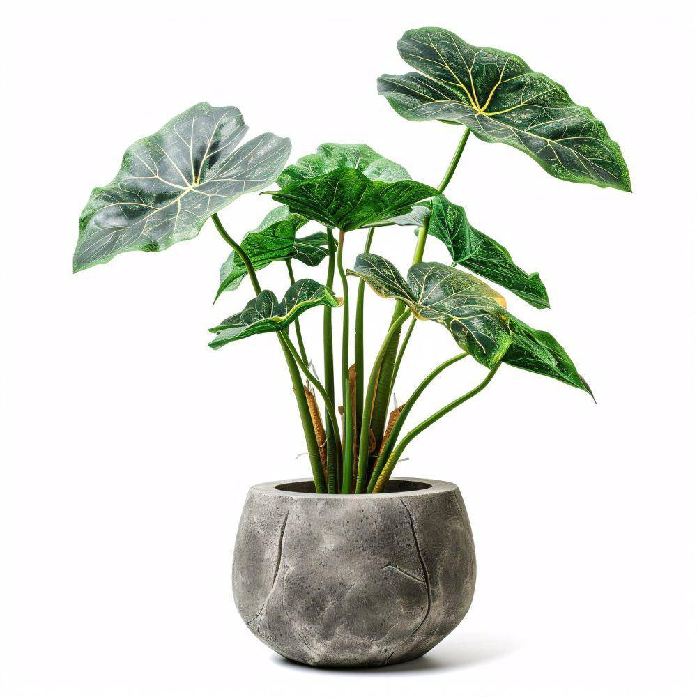 ilustrasi alocasia (pixabay.com/grumpybeere-22072131)