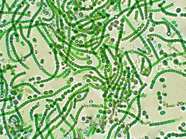 5 Fakta Cyanobacteria, Salah Satu Kelompok Bakteri Tertua di Bumi