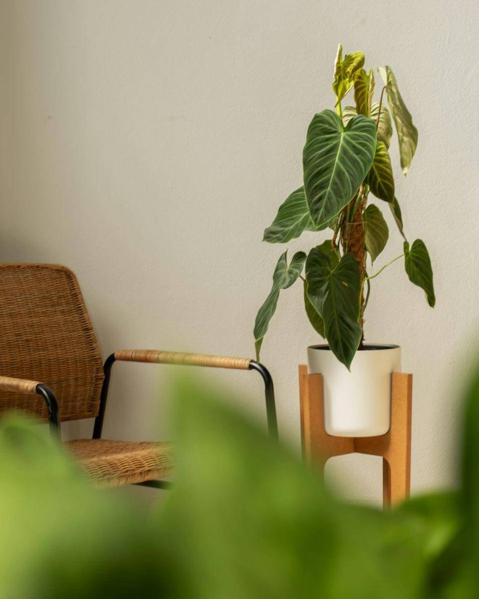 ilustrasi philodendron glosarium (unsplash.com/@feeypflanzen)