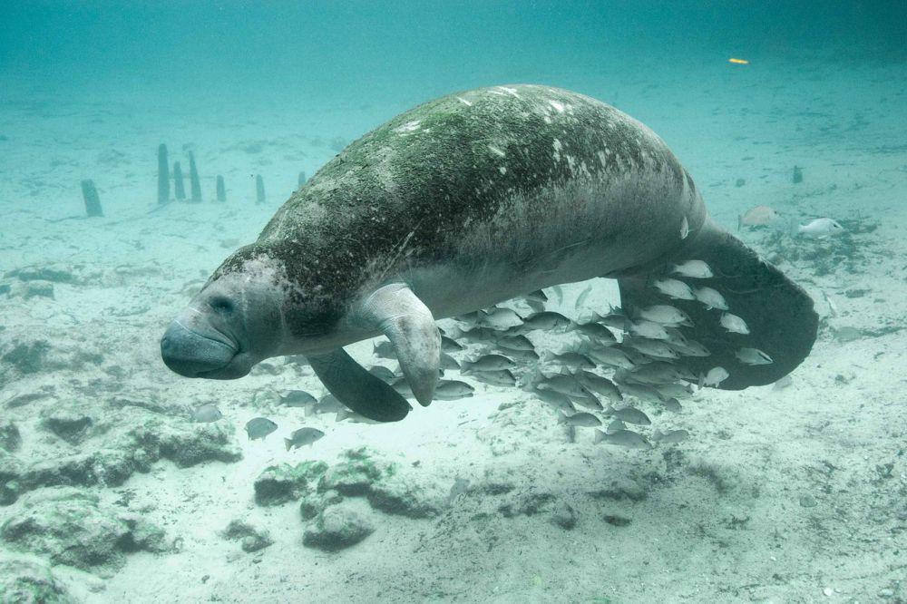 6 Fakta Lembu Laut, Mamalia Gemoy yang Sering Dikira Dugong!