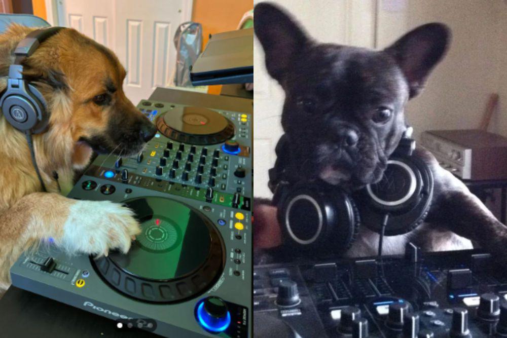 7 Potret Kocak Anjing Menjadi DJ, Gayanya Necis dan Nyentrik Abis