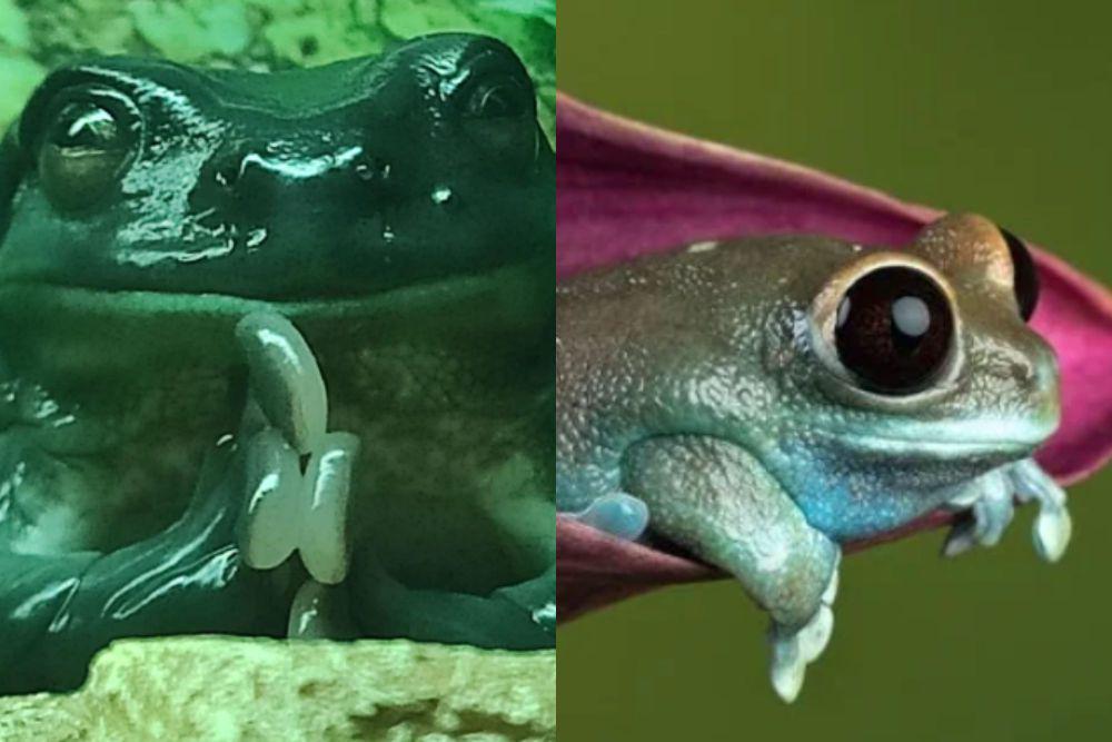 7 Potret Kocak Katak Berpose Unik bak Karakter Animasi, Gemesin!
