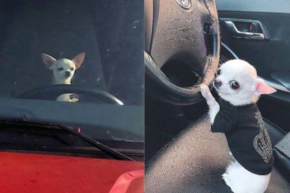kolase potret anjing Chihuahua di kursi kemudi mobil (instagram.com/disturbingzone I reddit.com/wetgwegewges)