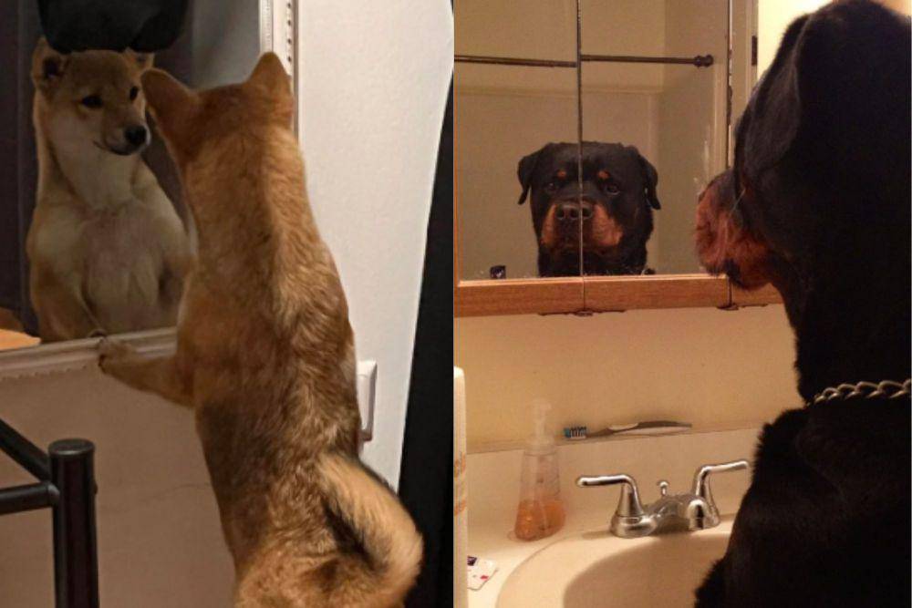 kolase potret anjing becermin (reddit.com/The_Avocado_Hoe I reddit.com/The_Mortyest_Morty)