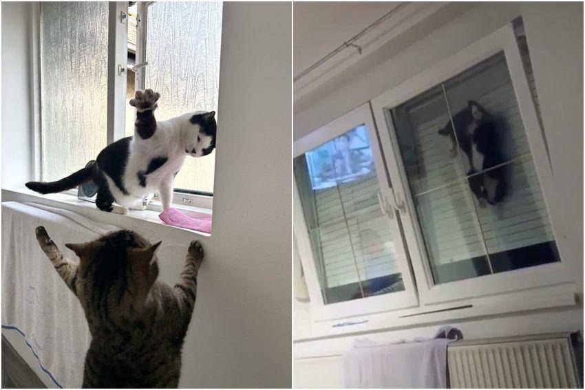kolase potret kelakuan ngeselin kucing di jendela (reddit.com/user/Amyxf | reddit.com/r/CatsAreA*******)
