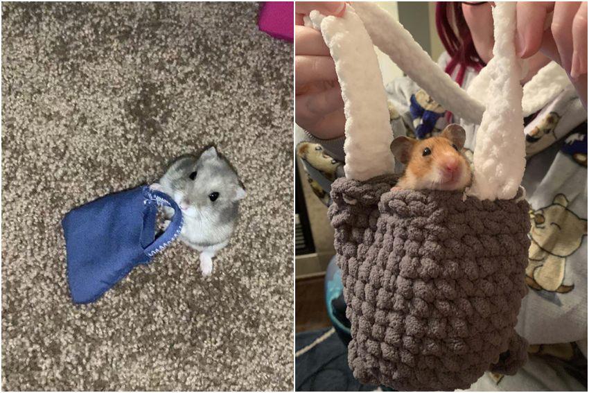 8 Foto Hamster dengan Tas dan Kantong, Lucunya Bisa Dikurangin, Gak?