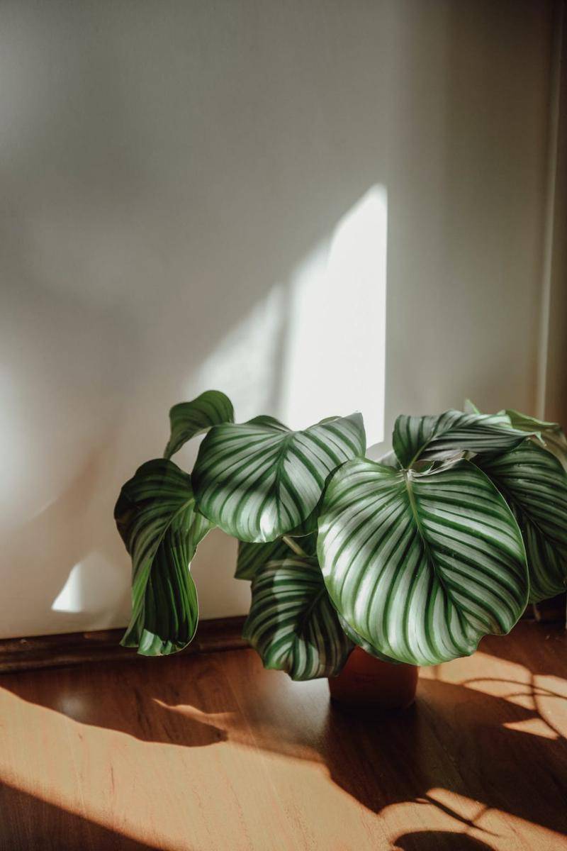 ilustrasi calathea (pexels.com/@muverrihhanim)