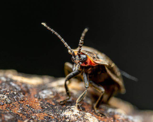 Kunang-kunang (Pexels.com/Skyler Ewing)
