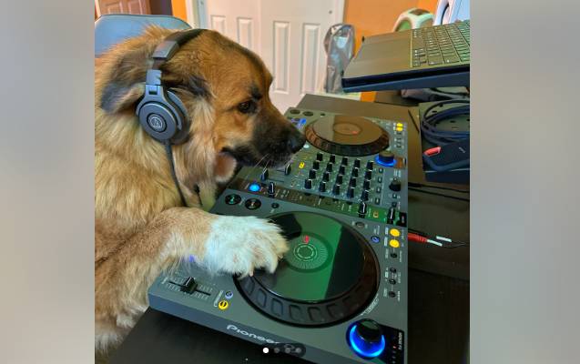 potret anjing menjadi DJ (reddit.com/RogueFox76)