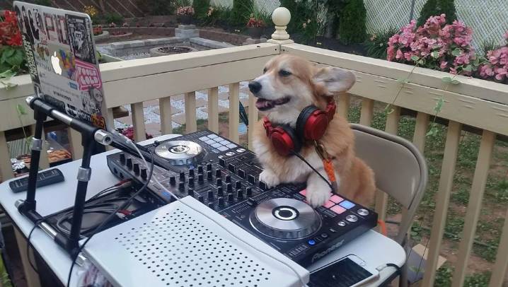potret anjing menjadi DJ (reddit.com/Thiosulfate)