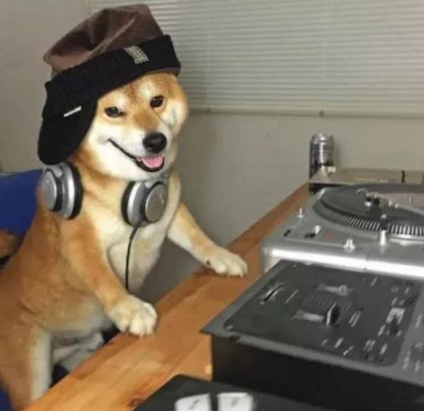 potret anjing menjadi DJ (reddit.com/therealvrdoggo)