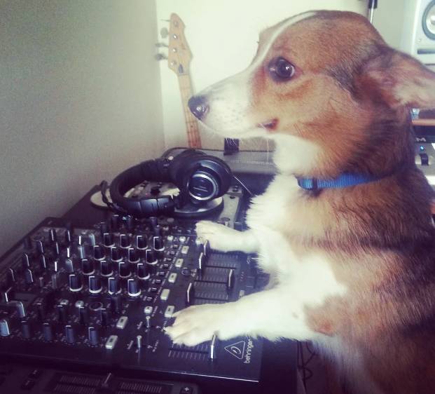 potret anjing menjadi DJ (reddit.com/gyzmkid)