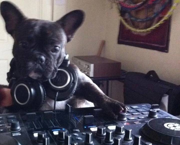 potret anjing menjadi DJ (reddit.com/BurntMaToast)