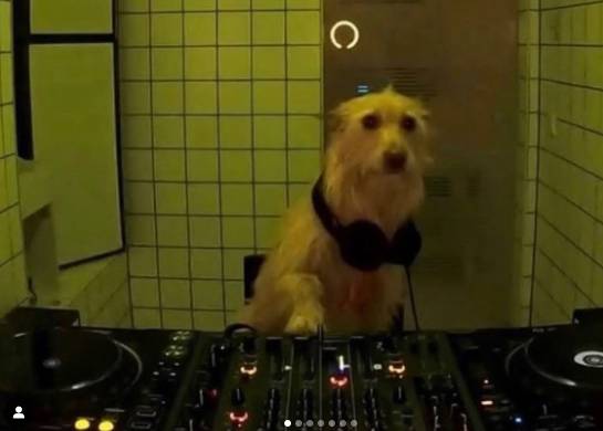potret anjing menjadi DJ (instagram.com/disturbingzone)