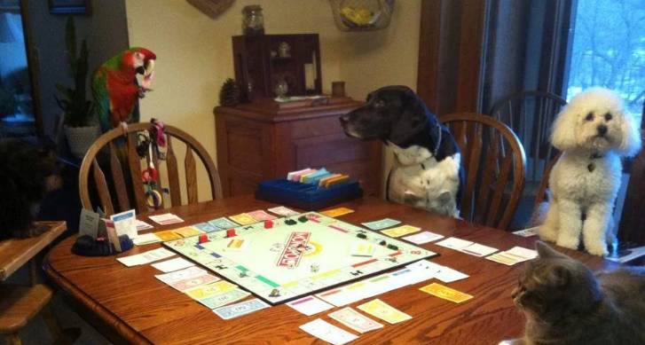 potret kocak saat main monopoli (reddit.com/pyrinja)