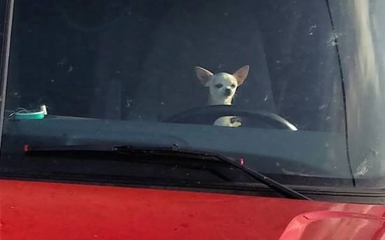 potret anjing Chihuahua di kursi kemudi mobil (instagram.com/disturbingzone)