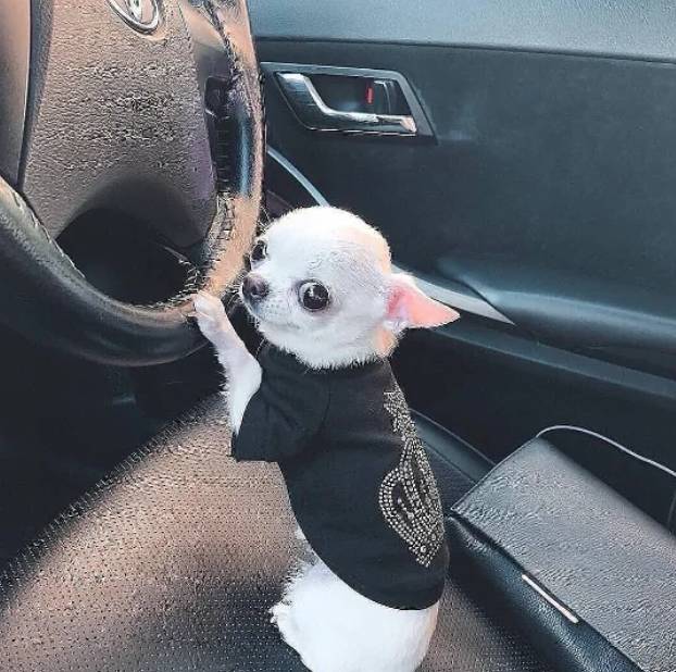 potret anjing Chihuahua di kursi kemudi mobil (reddit.com/wetgwegewges)