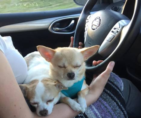 potret anjing Chihuahua di kursi kemudi mobil (reddit.com/existentialcriisis)