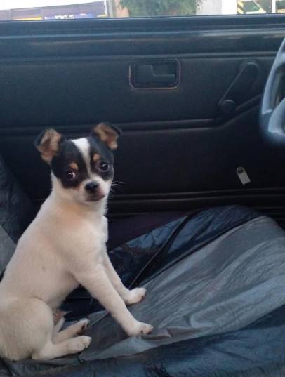 potret anjing Chihuahua di kursi kemudi mobil (reddit.com/lunalulu2222)