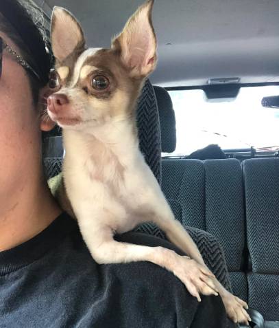 potret anjing Chihuahua di kursi kemudi mobil (reddit.com/fsuloucks)