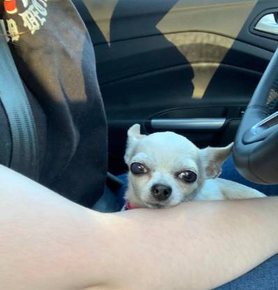 potret anjing Chihuahua di kursi kemudi mobil (reddit.com/frothingcookie)
