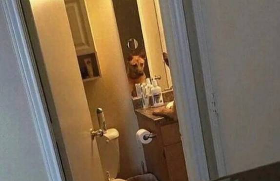 potret anjing becermin (instagram.com/Knappologen)