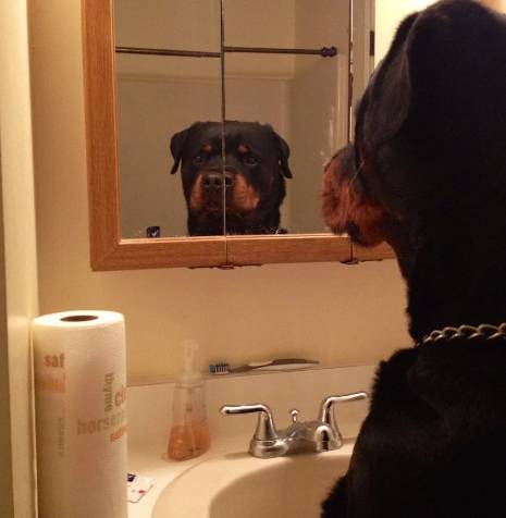 potret anjing becermin (reddit.com/The_Mortyest_Morty)